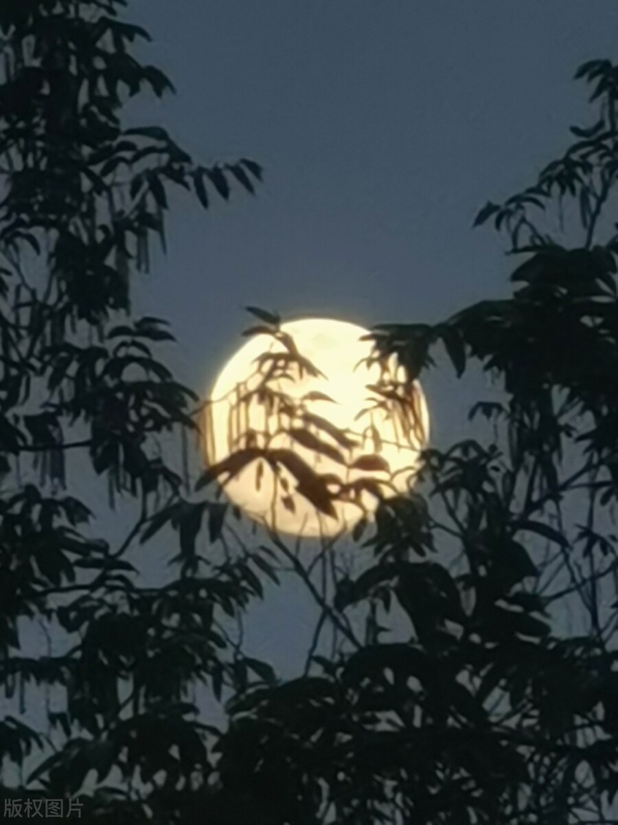 苏轼历经世间坎坷尝尽人情冷暖,苏轼知世事而不入世