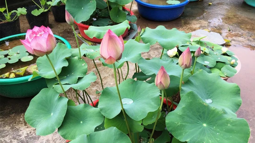 碗莲从一个藕养到开花需要多久,用莲子种的碗莲什么时候才能开花