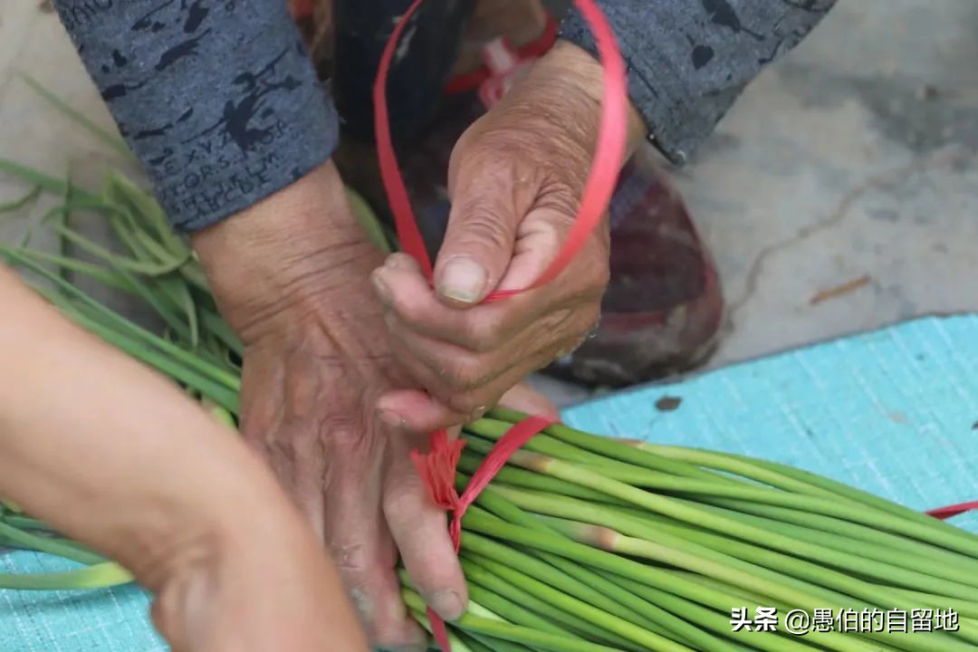 五一快到了农村拔蒜苔,五一劳动节收蒜苔