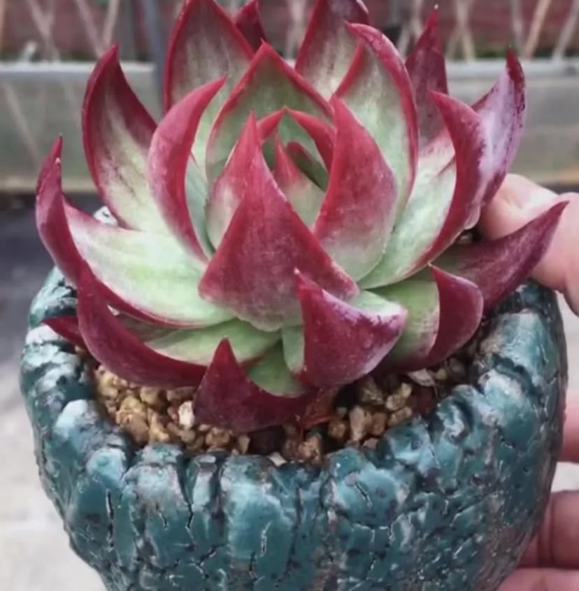 惊鸿仙子是吉娃娃的优选吗,三花吉娃娃有几种颜色