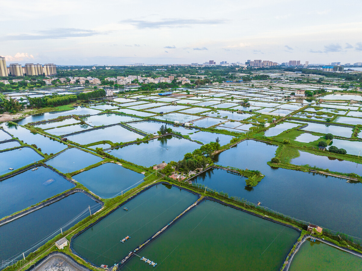 未来10大农村暴利种植,农村最有潜力的4种养殖项目