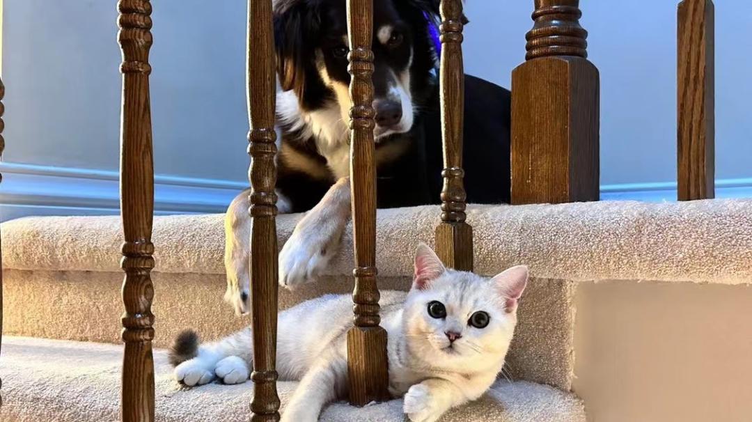 猫咪外出回来总是小心翼翼的,猫咪出走三个月后回来大变样