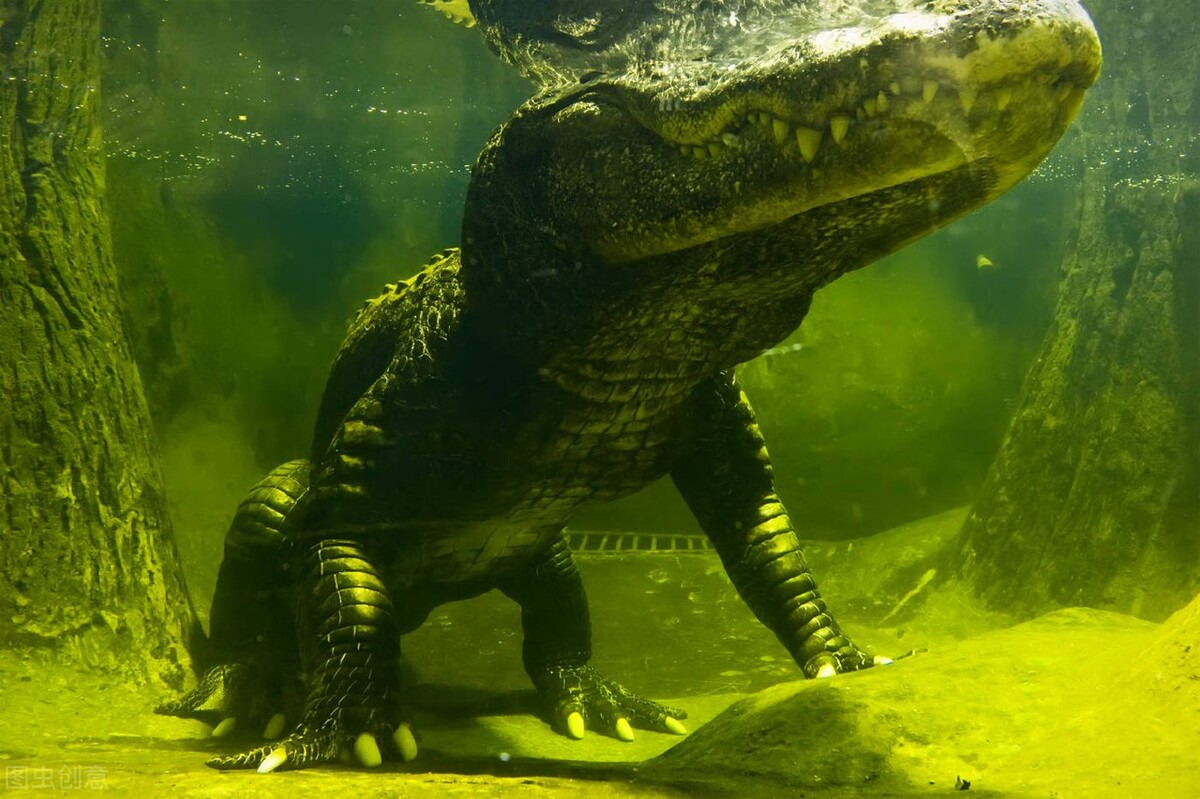 鳄鱼咬住电鳗会不会被电死,鳄鱼咬住电鳗电鳗会死吗