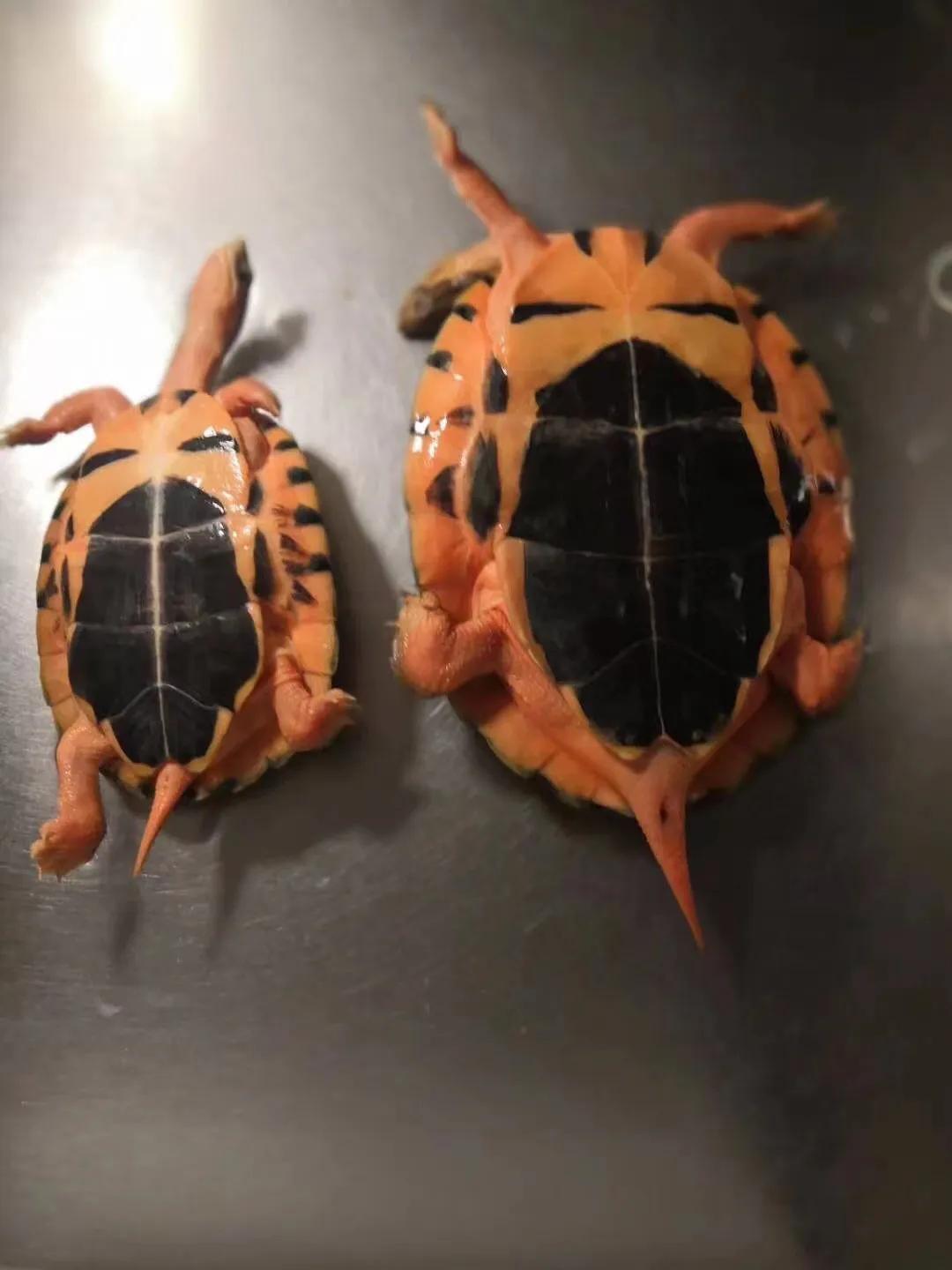 金钱龟养殖什么地方最好,家庭金钱龟的养殖注意事项