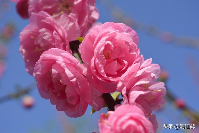 榆叶梅病害有哪些,榆叶梅的观赏特性有哪些呢