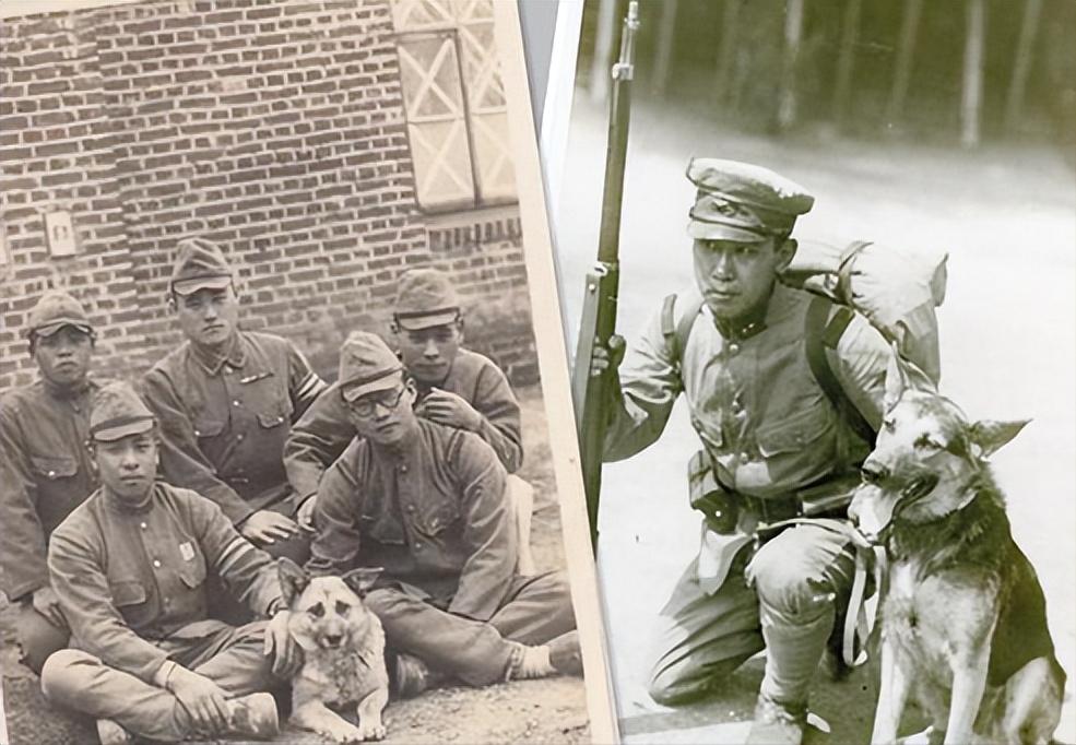 1939年日本狼狗部队,董翰良训练中国狼狗