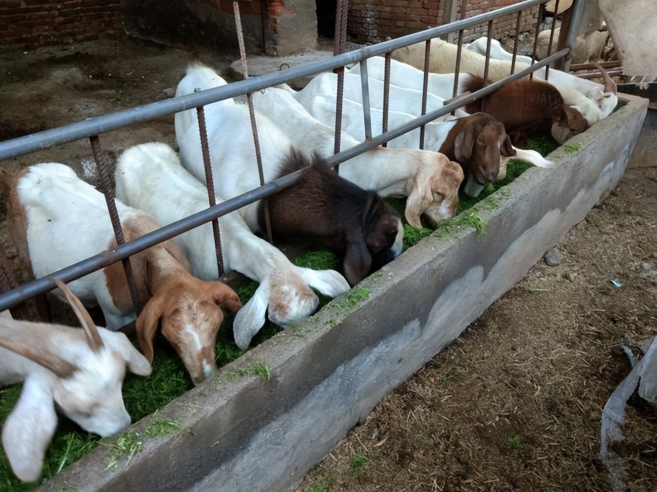 忽悠老人的羊奶粉,你踩雷了吗?医生:看清这几点,别再上当受骗