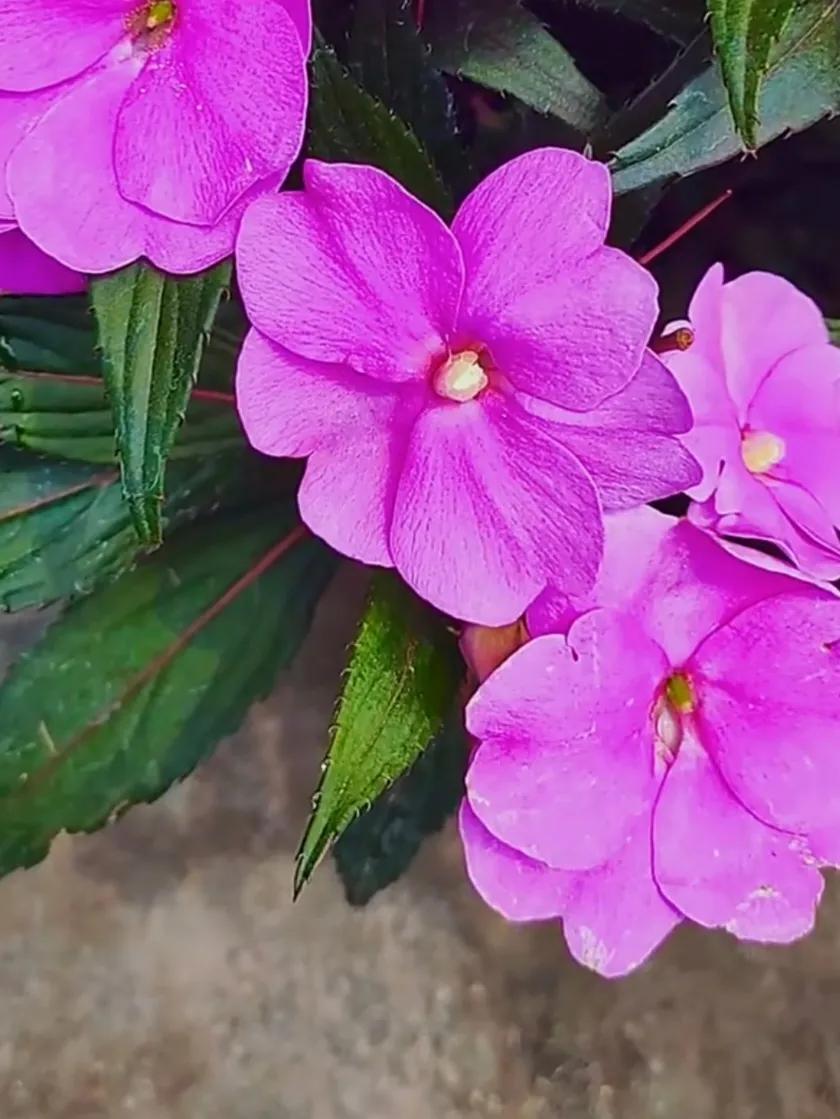 美丽五颜六色的凤仙花,七月最美的花景视频素材