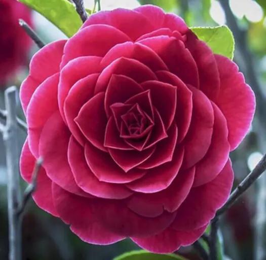 十种最漂亮最好养的花,十种最漂亮的瀑布花