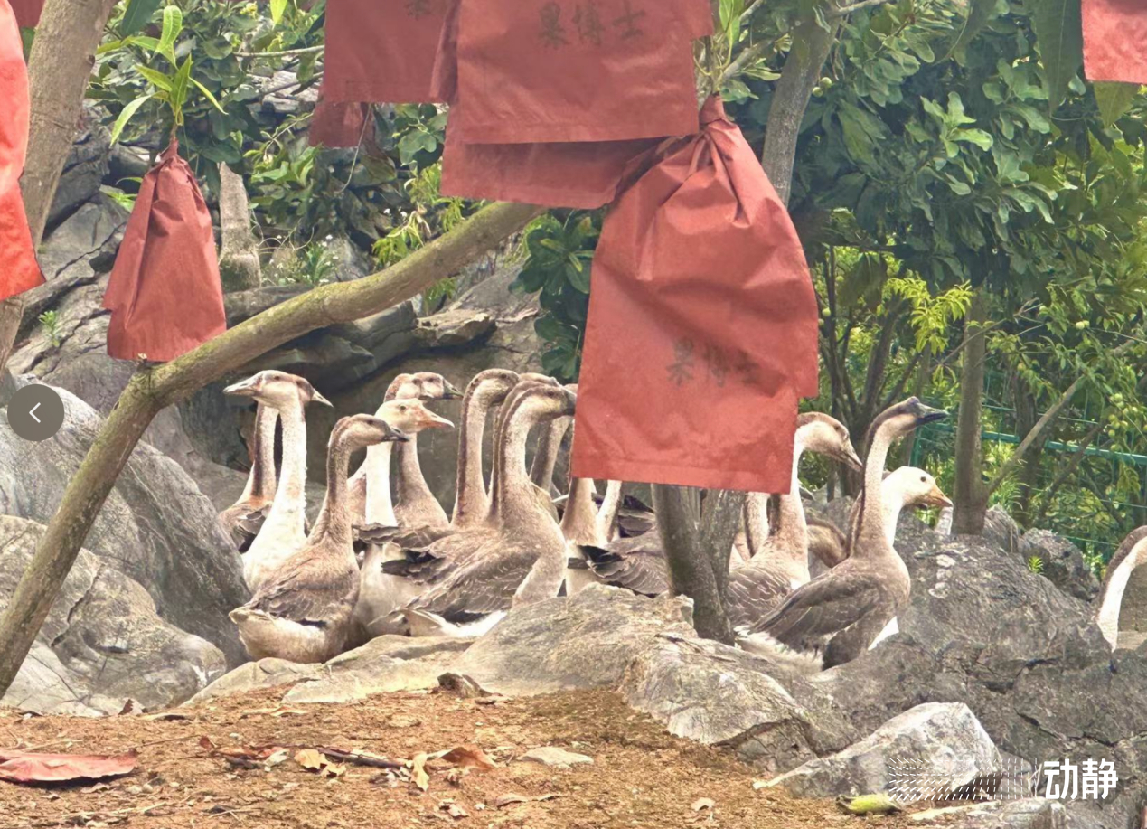 石头村的变形记,石头寨变形计