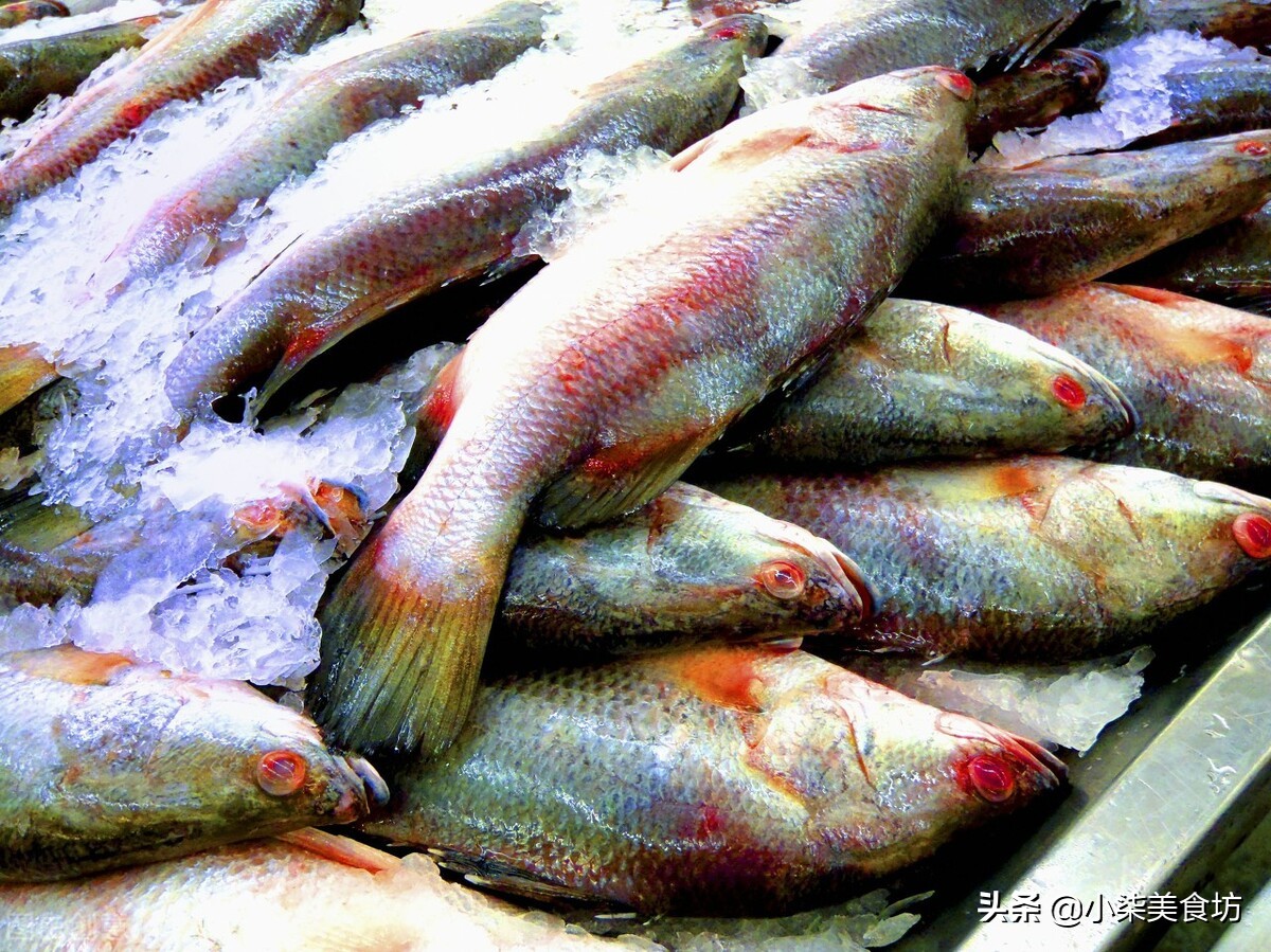 买鲈鱼挑大的还是小的,鲈鱼买的肚子特别肥的好吗