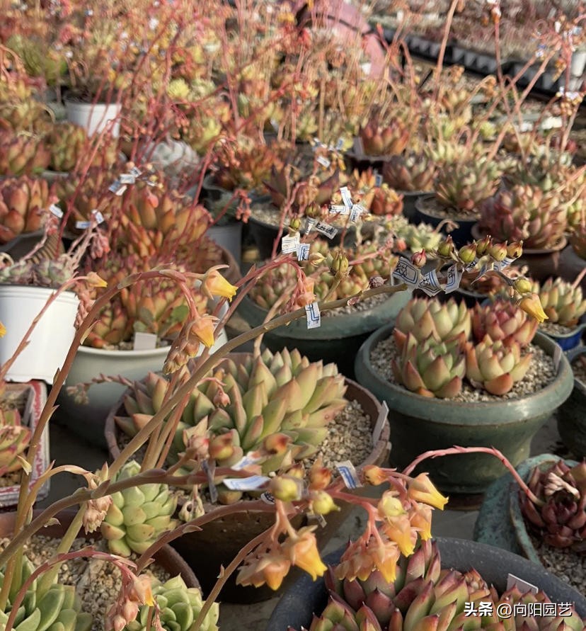 多肉种子什么季节播种合适,多肉种子播种