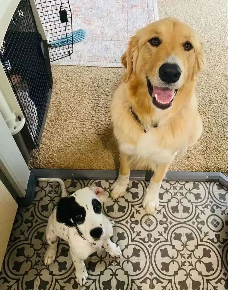 金毛嘴巴一直流白泡沫怎么办,金毛口水泡沫太多了什么原因