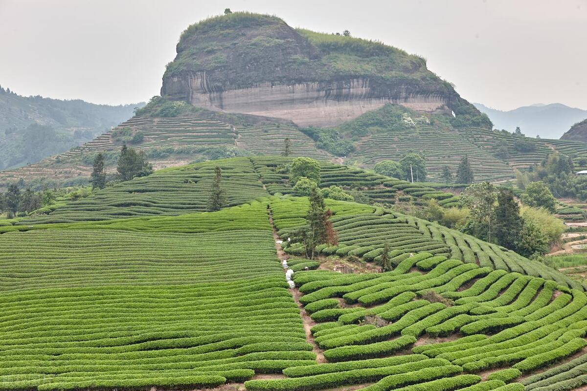 武夷山体验茶文化的地方,福建武夷山茶文化旅游景点