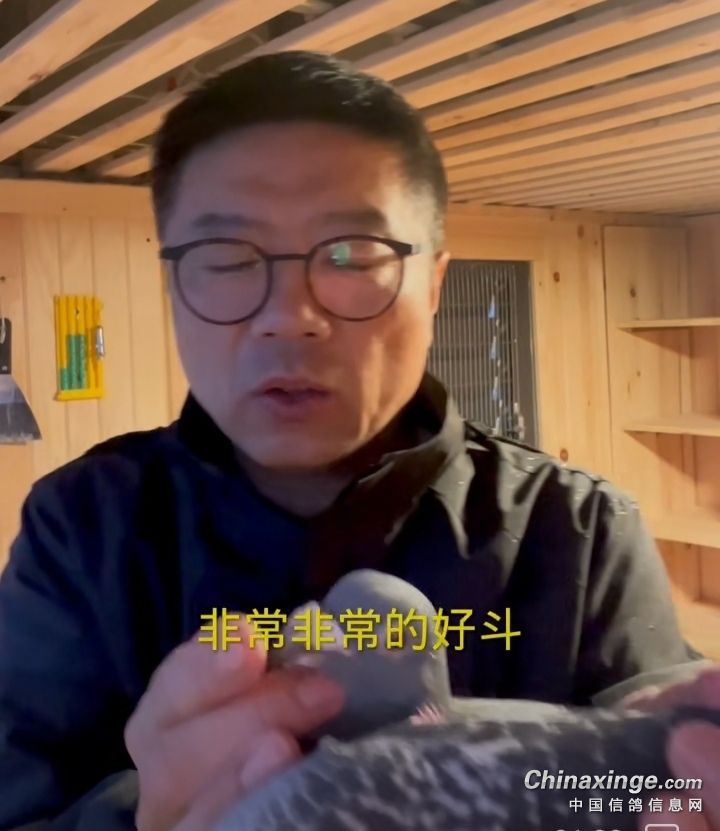 如何避免种鸽在窝里打架,怎么控制鸽子不乱落