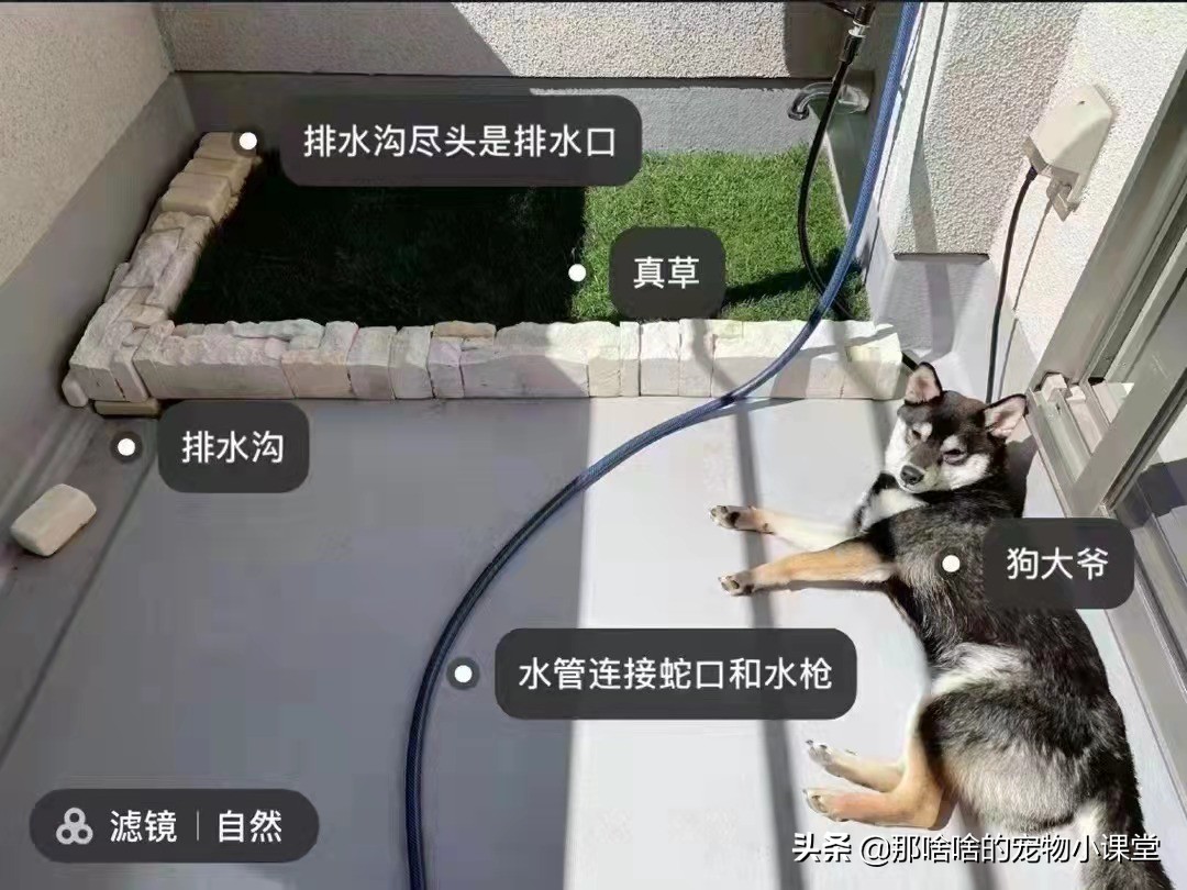 怎么教狗狗不在家里大小便,如何教狗狗不在室内上厕所