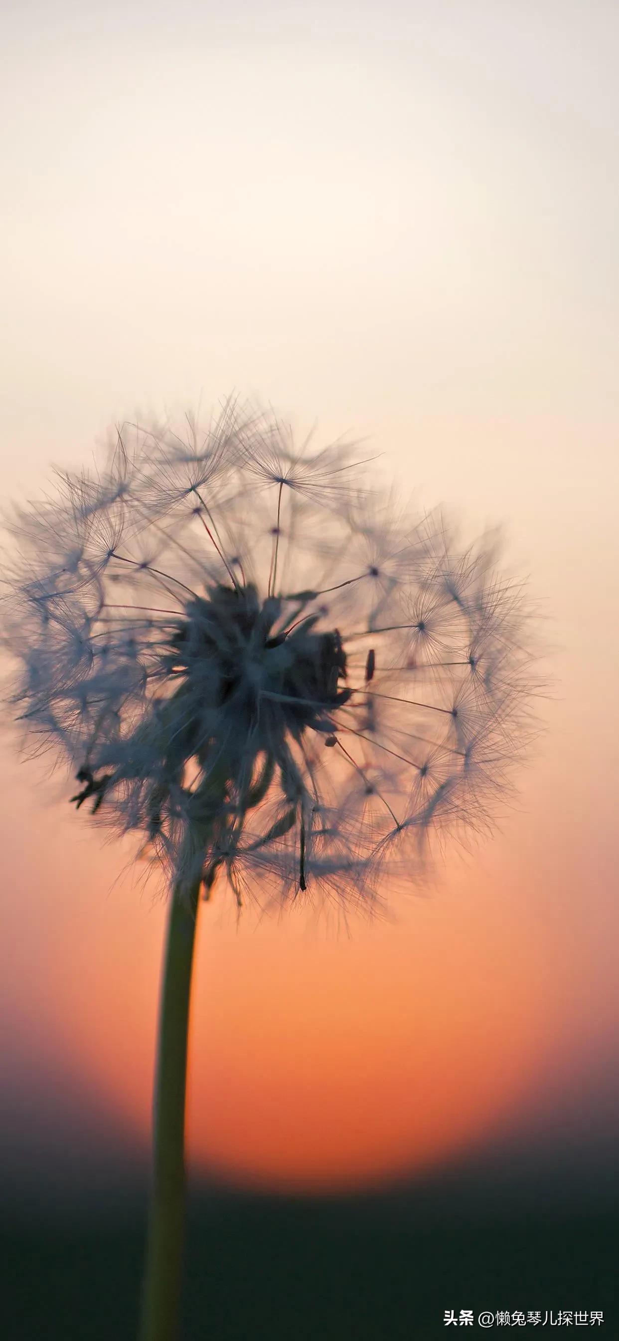 新手自媒体人，没过中视频17000*放播**量，在这里一样可以有收益！