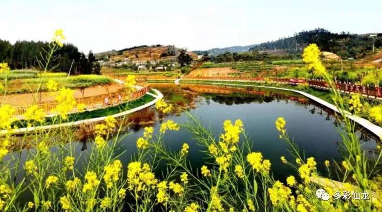 永川仙龙油菜花基地,仙龙油菜花节