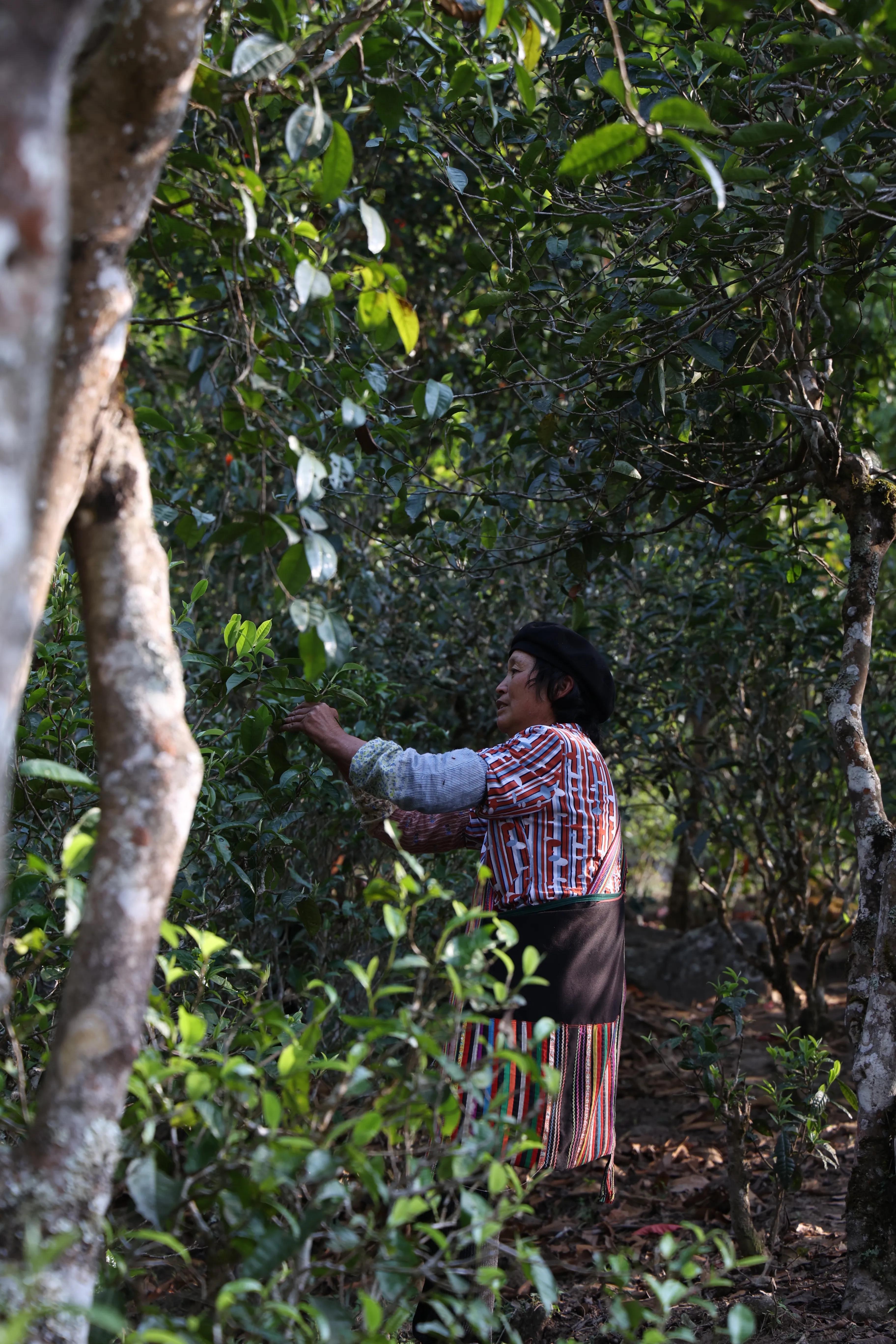 普洱茶皇冠上的明珠,普洱茶的十大名寨排名
