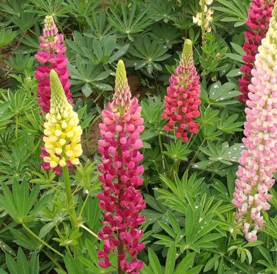 清明期间开的野花有哪些,清明节野花