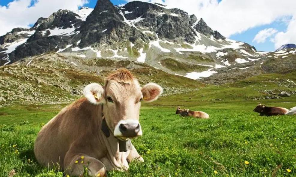美国婴儿奶粉口碑最好的前十名,美国有哪些新生儿奶粉品牌