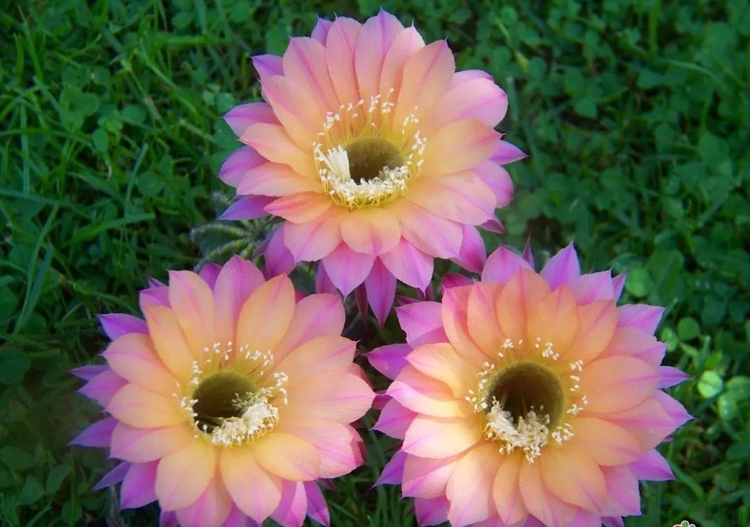 200种·仙人球开花图鉴，大开眼界，美到爆