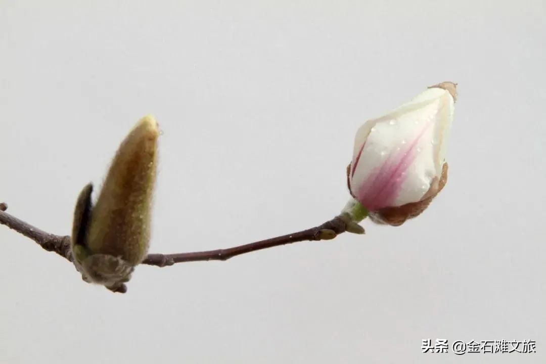 金石滩十二时辰！疫情下的光影轮转！