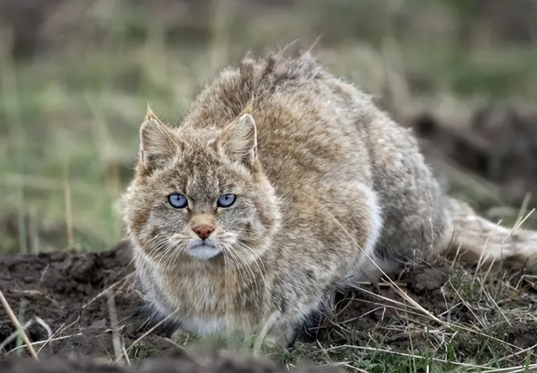青海荒漠猫咬死100多只鸡,野生豹猫在山西咬死60余只鸡