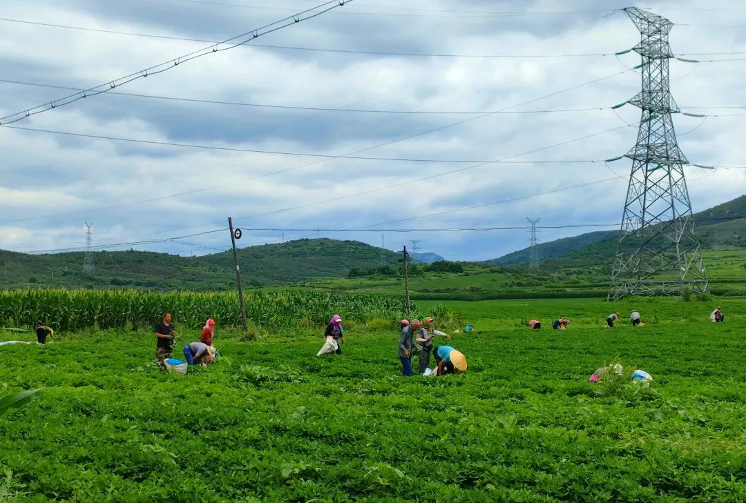 吉县种下小花生收获致富果,义县张家堡花生