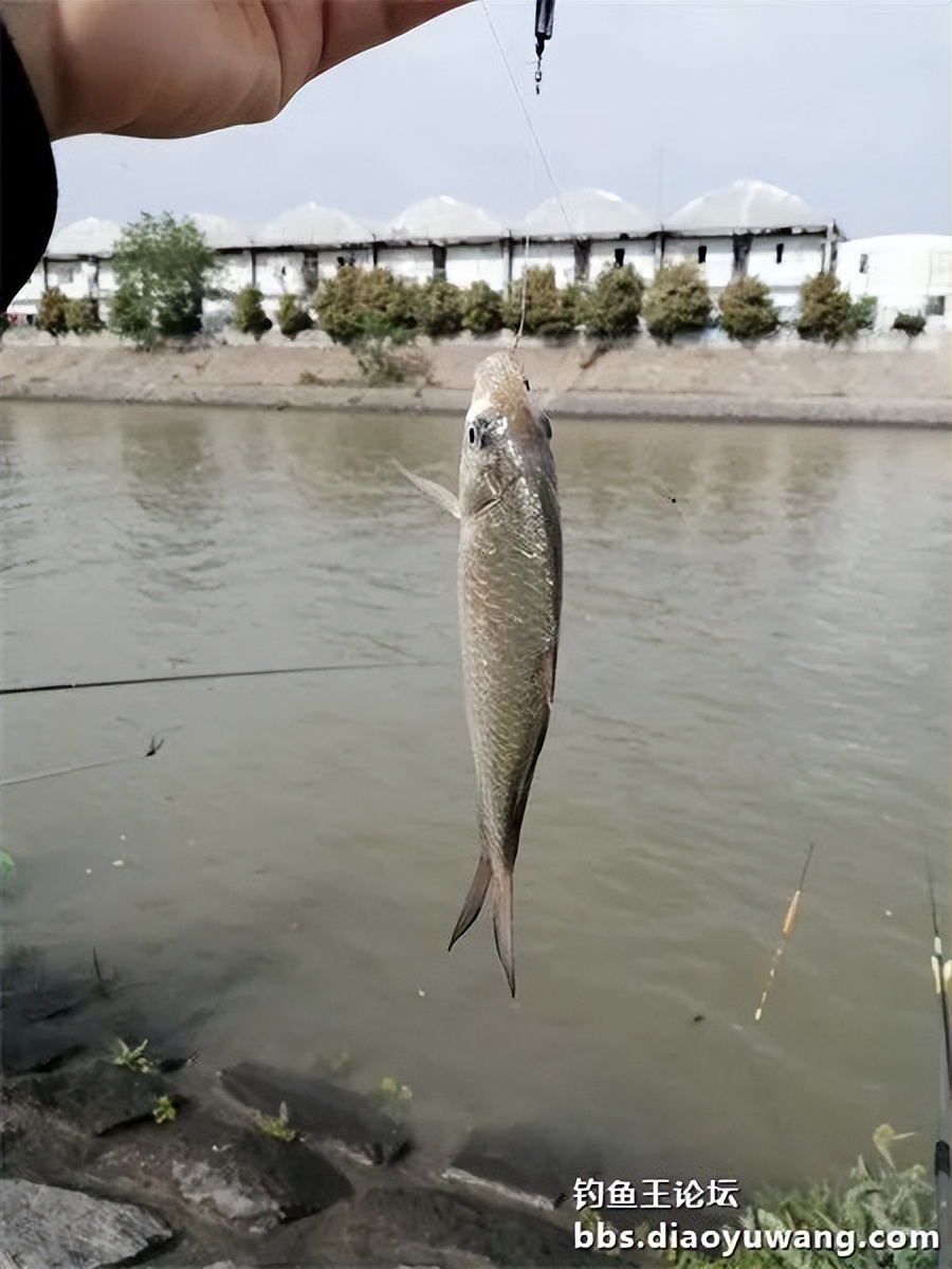 钓鱼王饵野钓破百尾