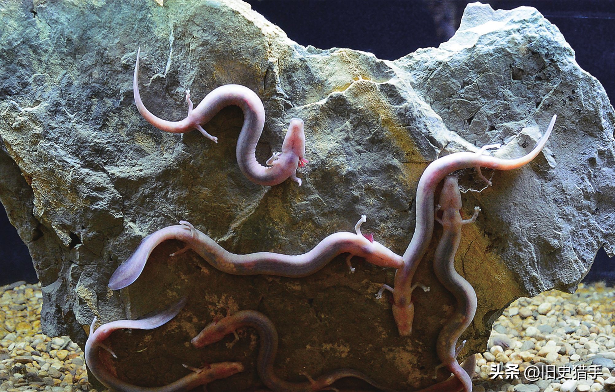 真实存在的十大奇怪动物,历史上无法解释的十大超自然动物