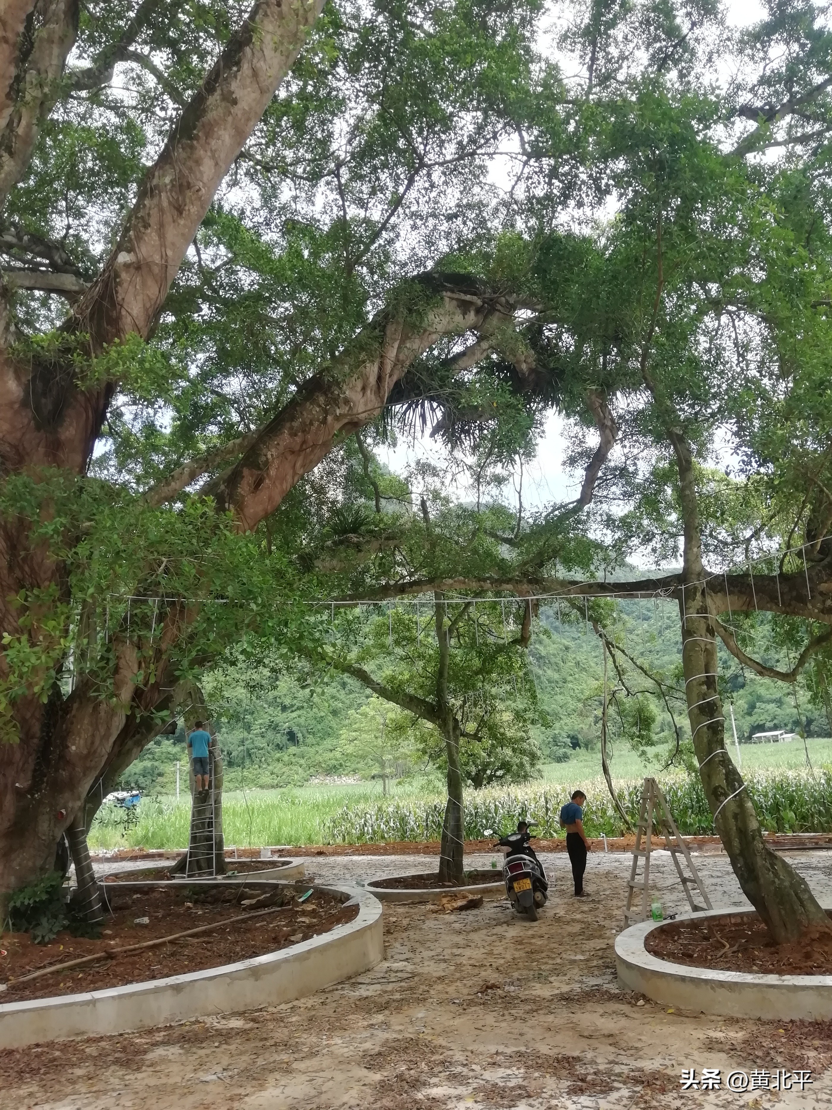 广西大山发现一棵榕树,广西发现古榕