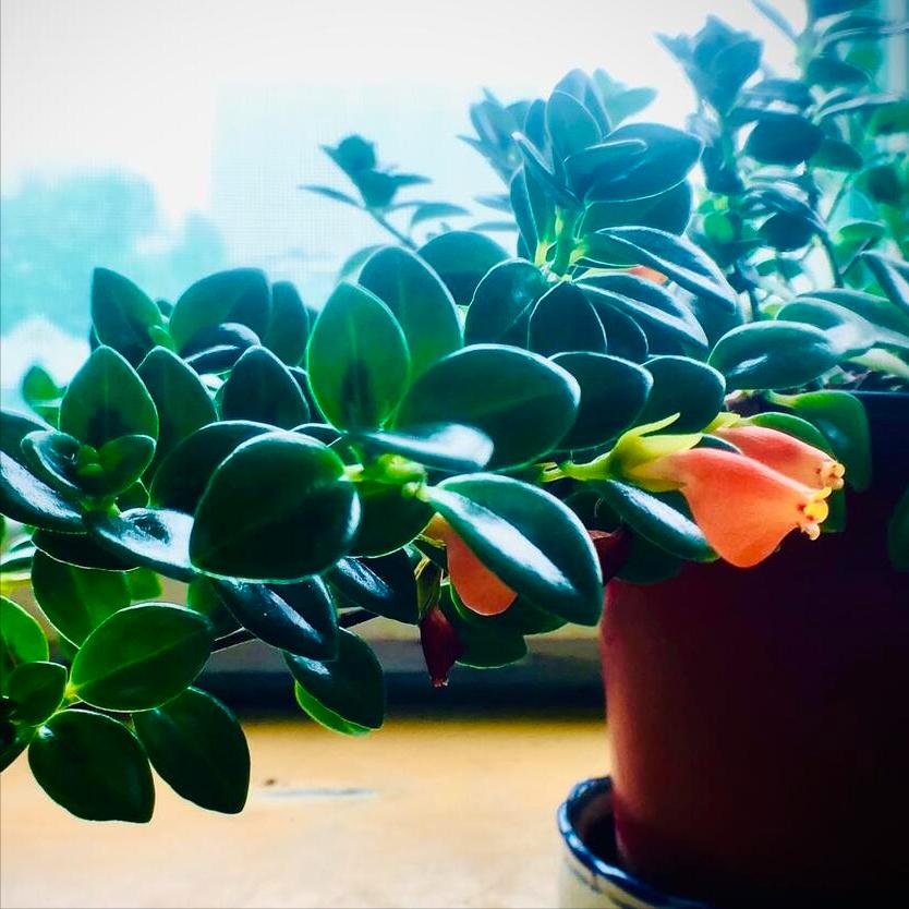 金鱼花怎么养才能长得茂盛,金鱼花的养护方法和管理