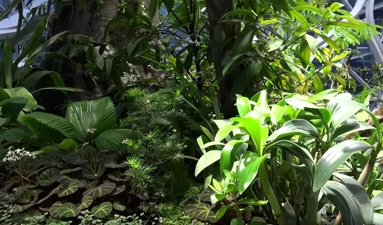 亚马逊公司大楼,亚马逊美国湾区办公楼