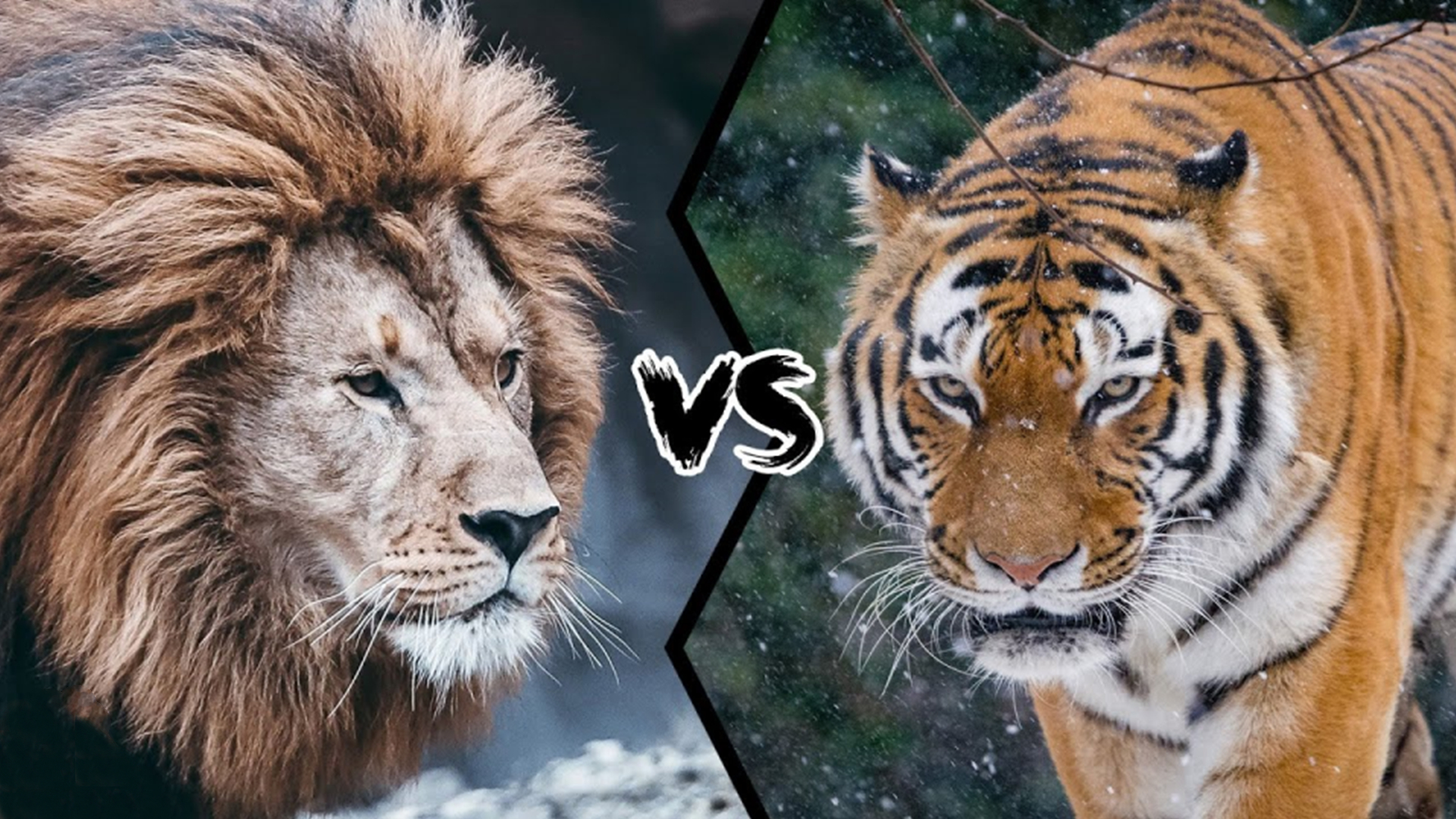 东北虎对比巴巴里狮子哪个体型大,巴巴里狮单挑时能碾压东北虎吗