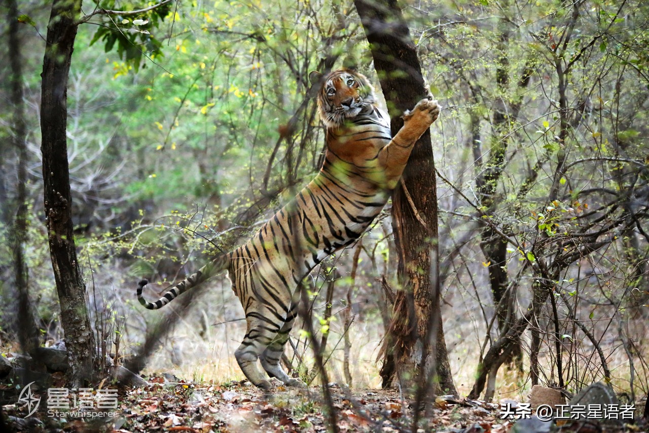 全球老虎数量增加,全球虎还剩多少