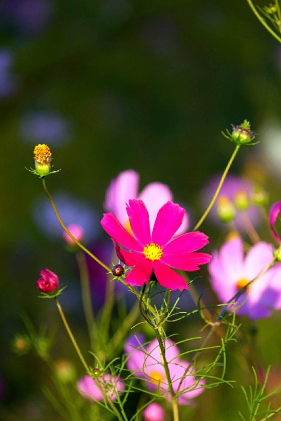 鐙嚜娓呮涓嶅康杩囧線,绻佸崕钀藉敖鍙効鏃跺厜闈欏ソ