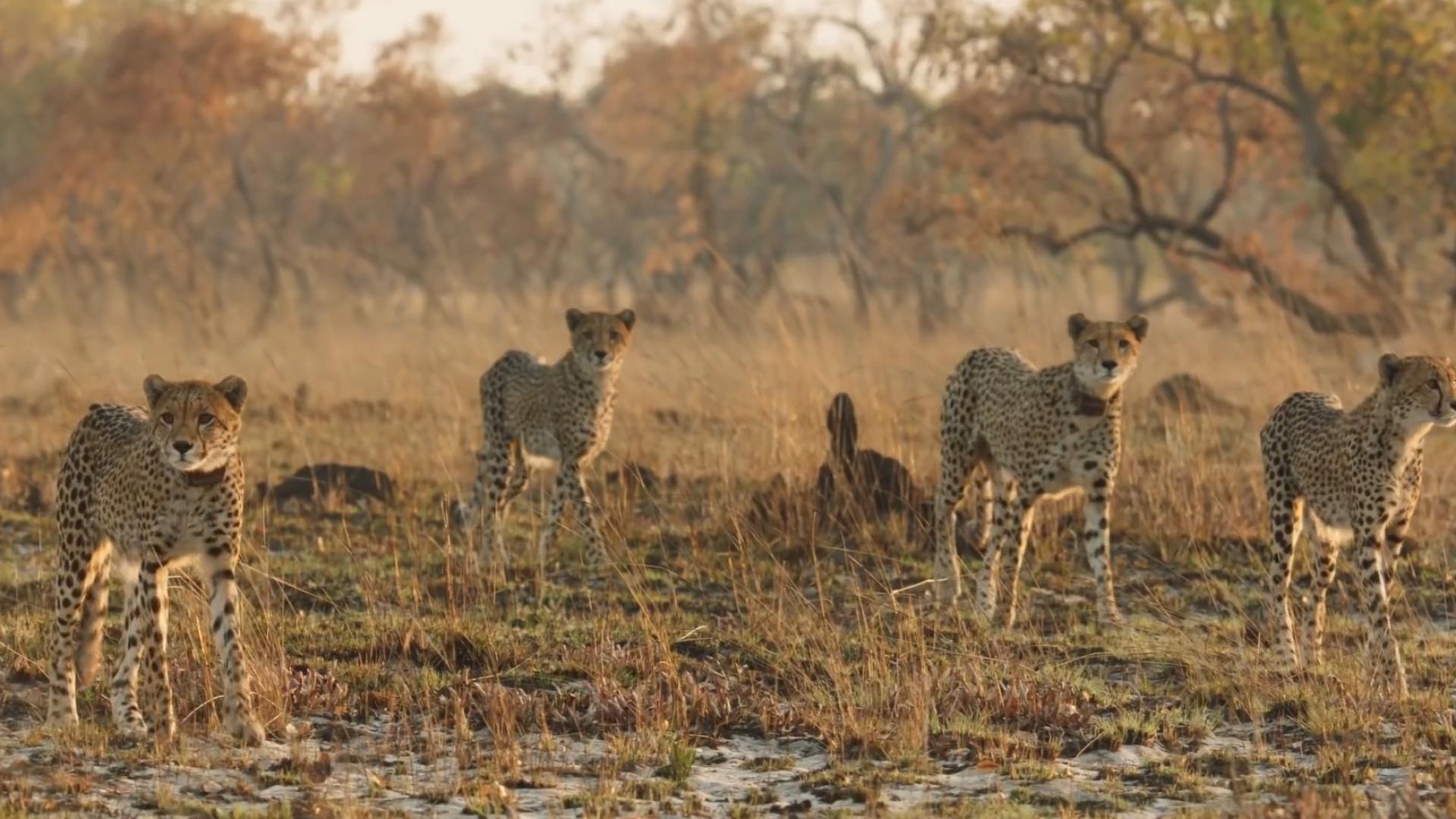 猎豹可以打过人类吗,如果在野外遇到猎豹怎么办