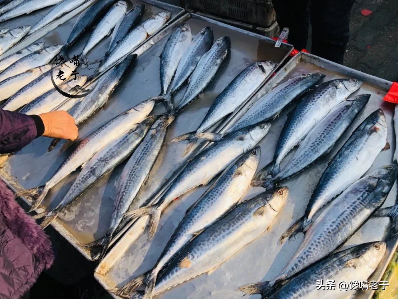 在青岛吃海鲜怎么吃比较划算,外地来青岛吃海鲜去哪里