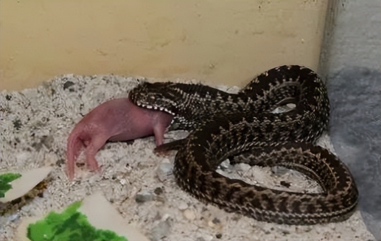 「原来欧洲有这么多种蛇？！」偷师卡塞尔的豢龙大师·下