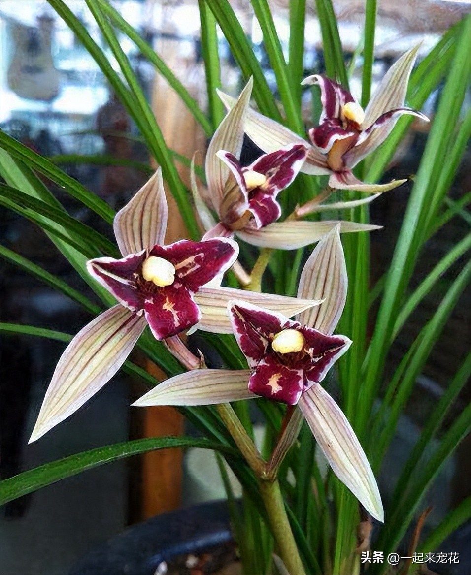 兰花叶片油绿,养长花苞兰花谨记好3点避免消苞