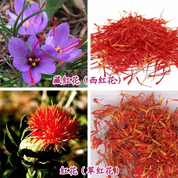 番红花和藏红花有什么区别,河南种的红花和藏红花有区别吗