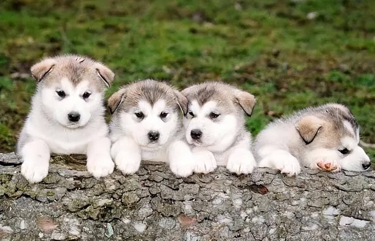 袖虎宠物连锁招商,袖虎宠物是连锁店吗