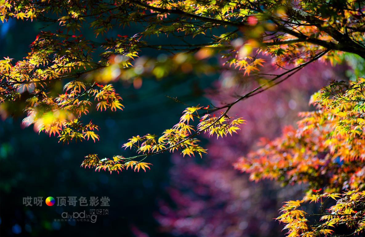 旅行家的眼神，看到不一样的人文澳洲（四之一）