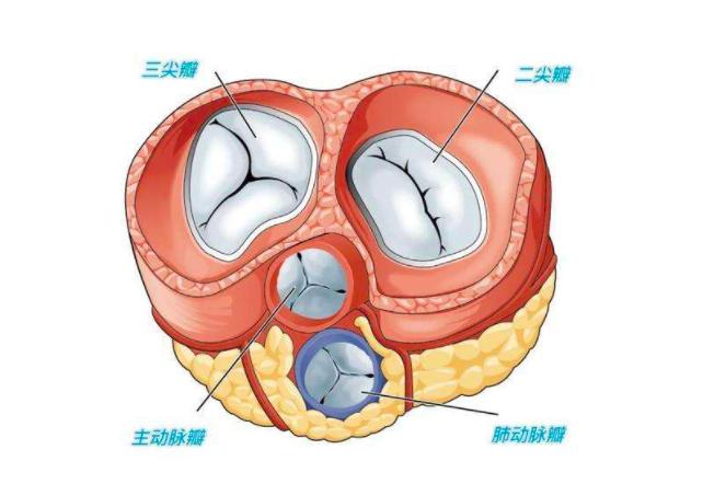 黑头在显微镜上是什么东西,脸上的黑头