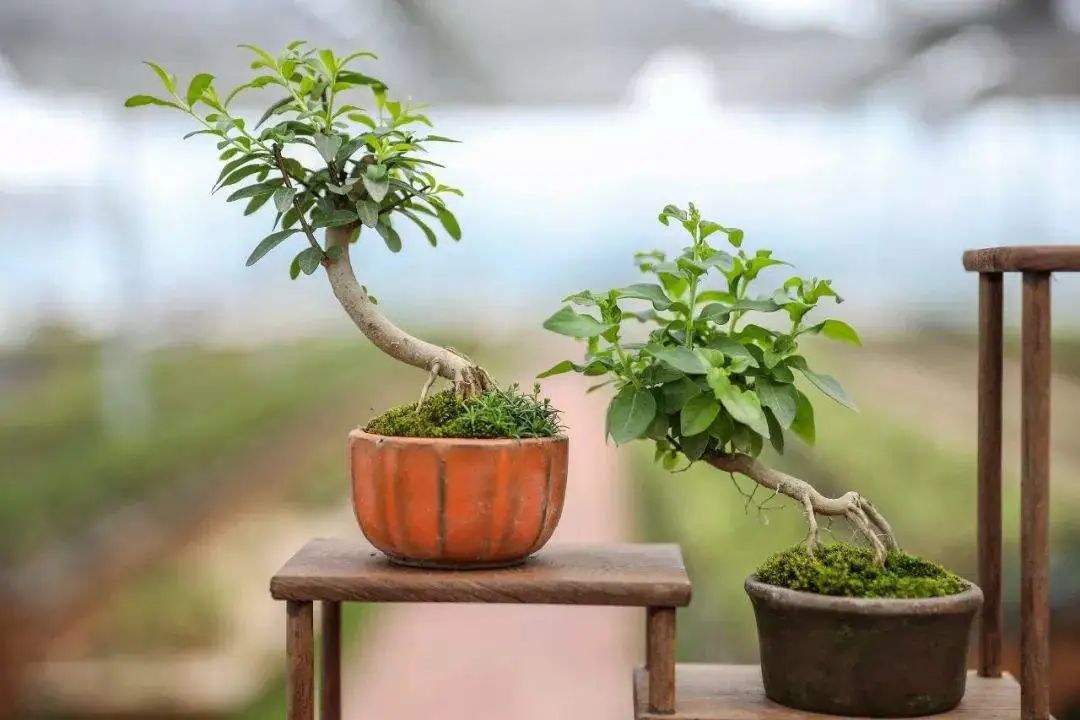 苔藓盆景怎么养水苔,苔藓盆景的养殖方法解答