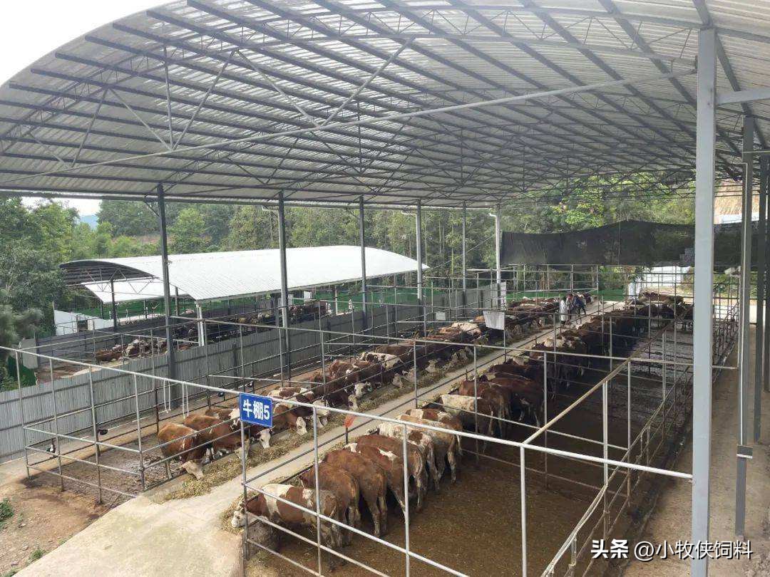 养牛怎么养好,养牛技术及养殖方法有哪些