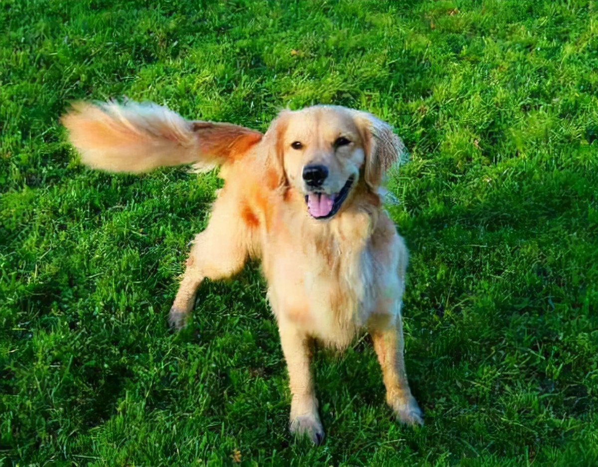 狗狗尾巴的各种样子代表什么情绪,怎么通过狗狗尾巴判断狗狗心情