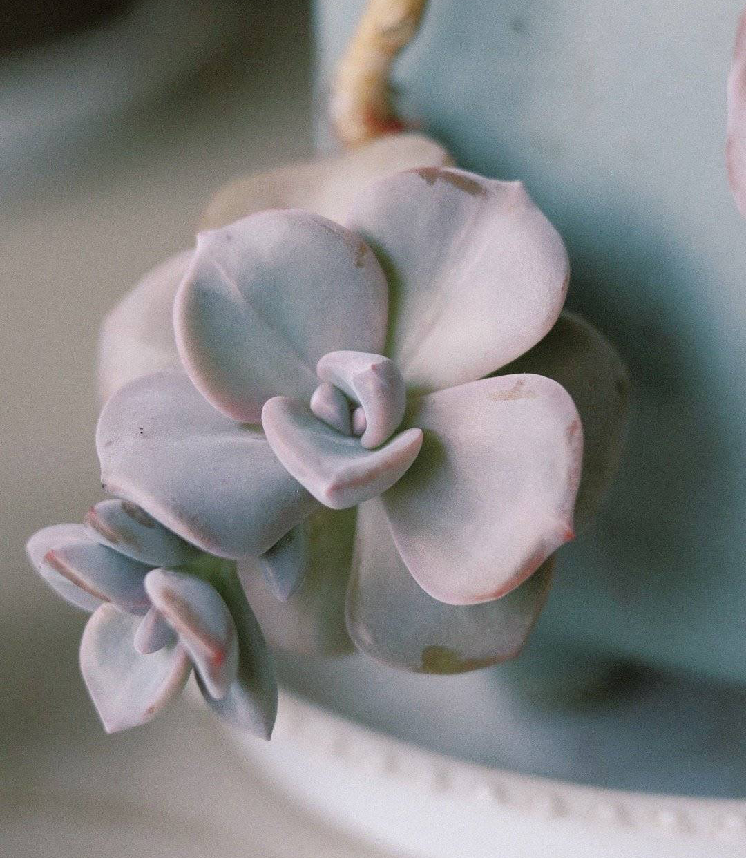 养多肉最简单的方法,多肉怎么养才能长得快又好还好看