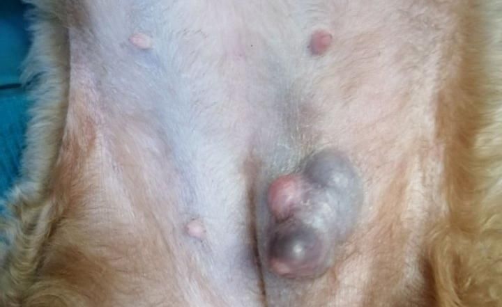 狗狗泌尿道疾病症状,狗狗妇科疾病预防